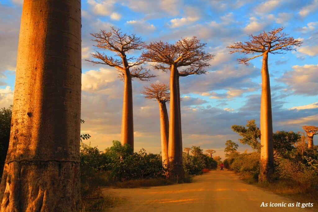 Avenue of Baobabs at sunset 