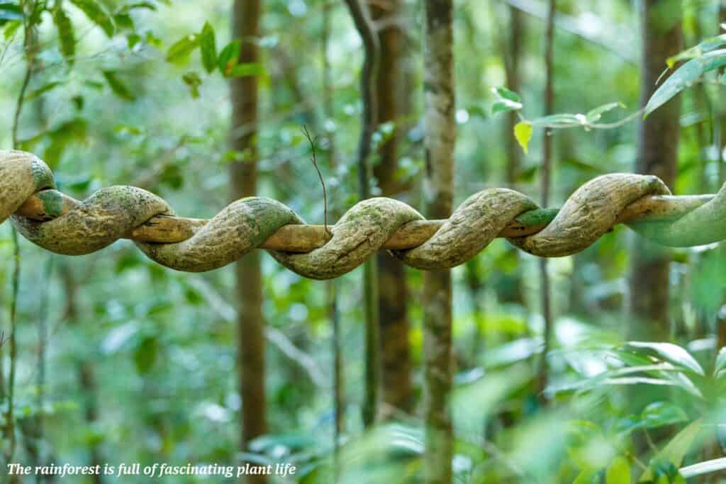 Creeper liana in the rainforest in Madagascar 