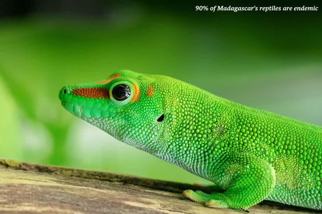 Green lizard on a tree branch in Madagascar 