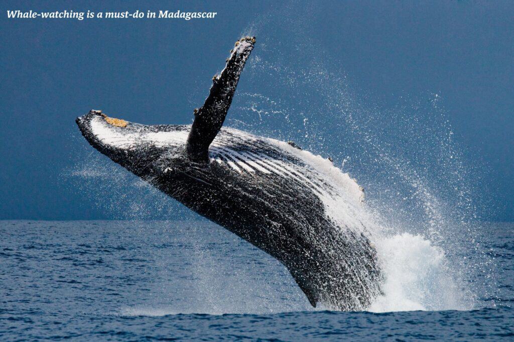 Humpback whale jumping from the water in Madagascar 