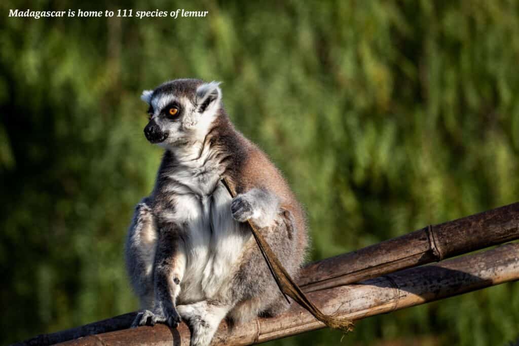 Lemur perched on tree branch in Madagascar 