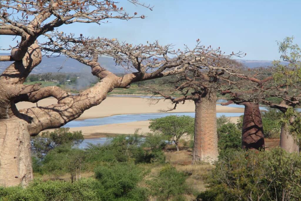 Baobab trees along the Mangoky River in Madagascar 