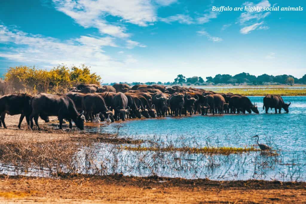 Herd of buffalo drinking from a pool of water, Big Five in Botswana 