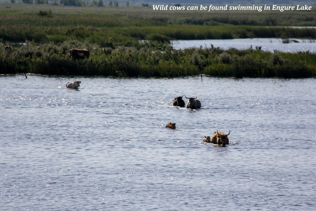 Wild cows swimming in Engure Lake, Latvia 