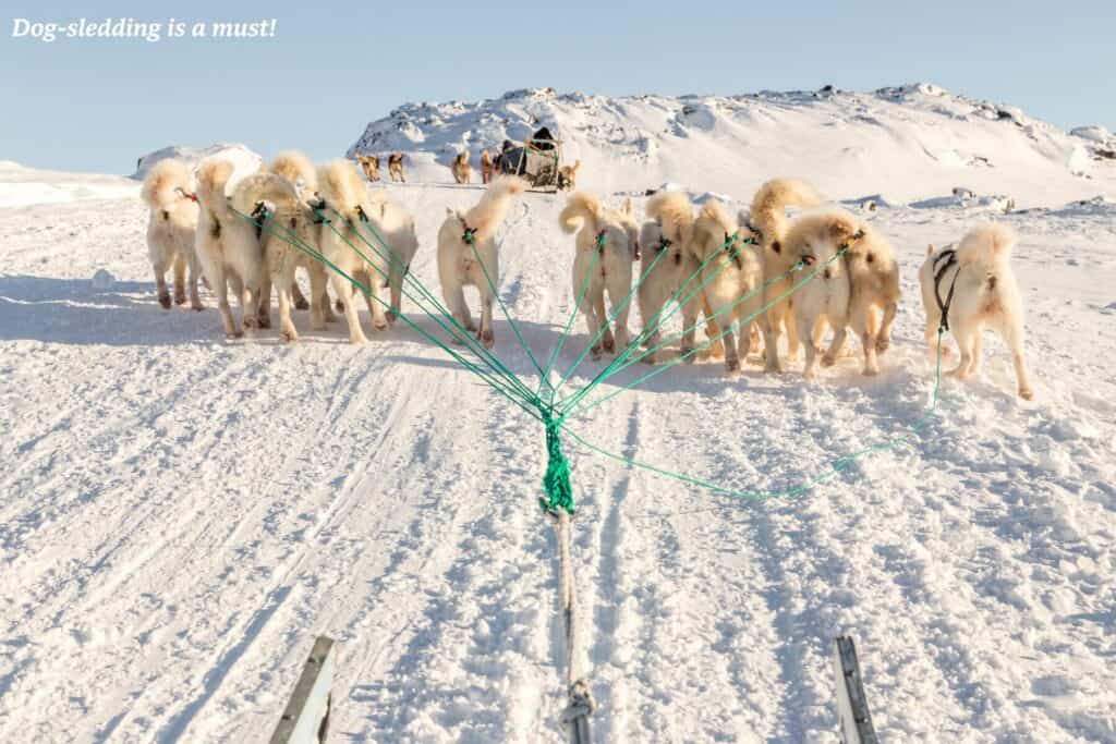 Dogs pulling a sled in Greenland 