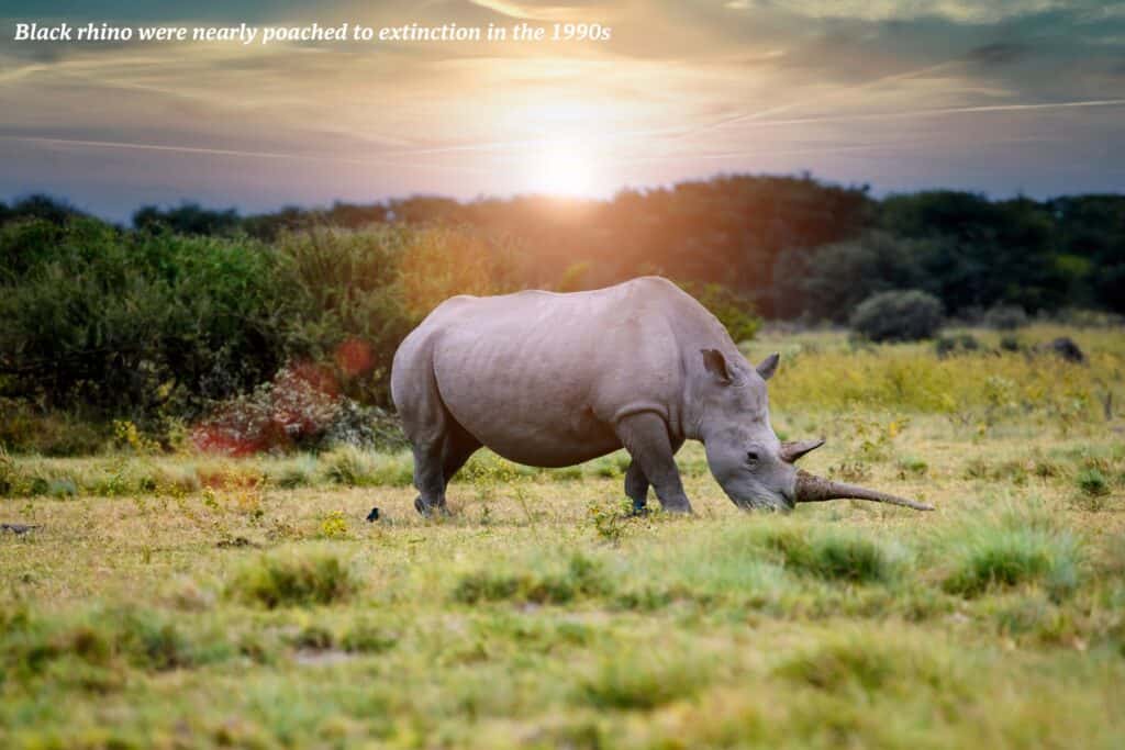 A black rhino walking through the grass in Botswana 