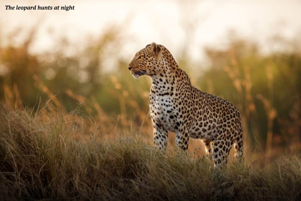 A single leopard at sunset in Botswana 