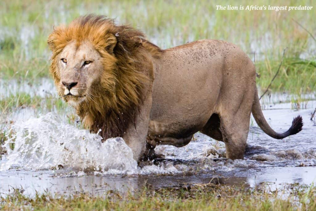 male lion running through the mud, big 5 in Botswana