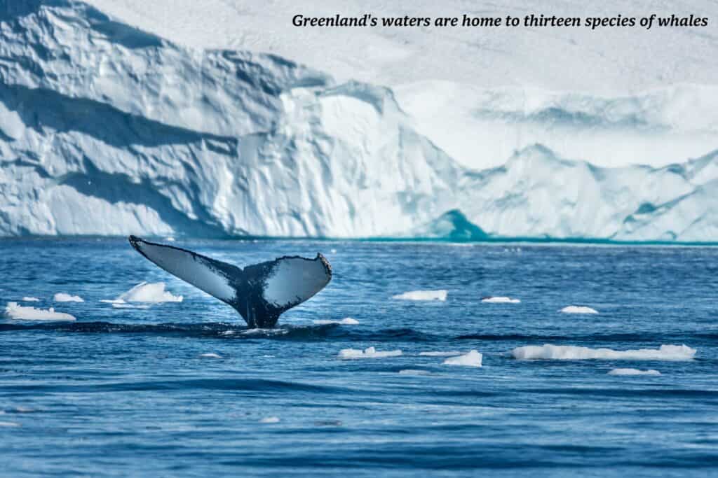 Tail of a whale breakign the water in Disko Bay, Greenland travel itinerary 