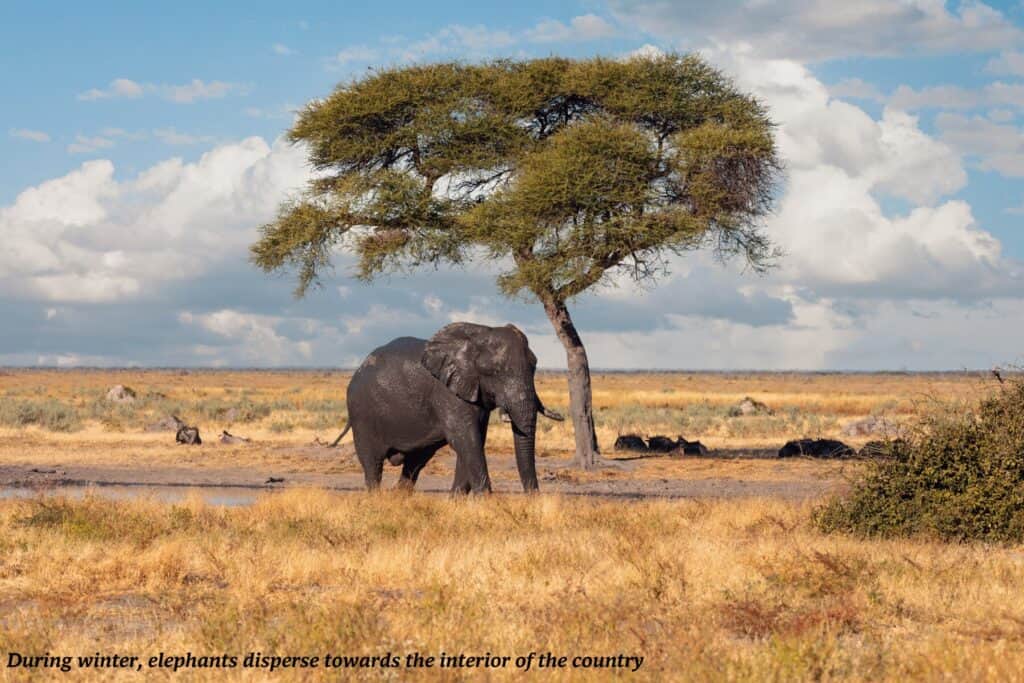 A wild African elephant walking through the savannah, big five in Botswana 