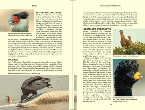Bradt Pantanal Wildlife Guidebook - Image 5
