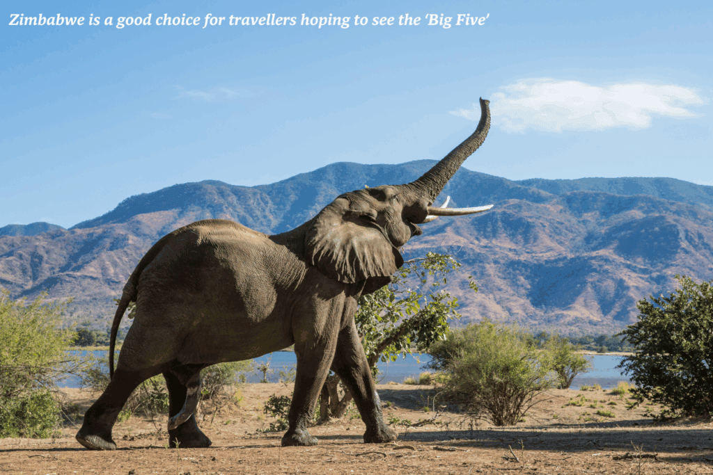 Elephant raising its trunk in Zimbabwe -  best safaris in Africa 