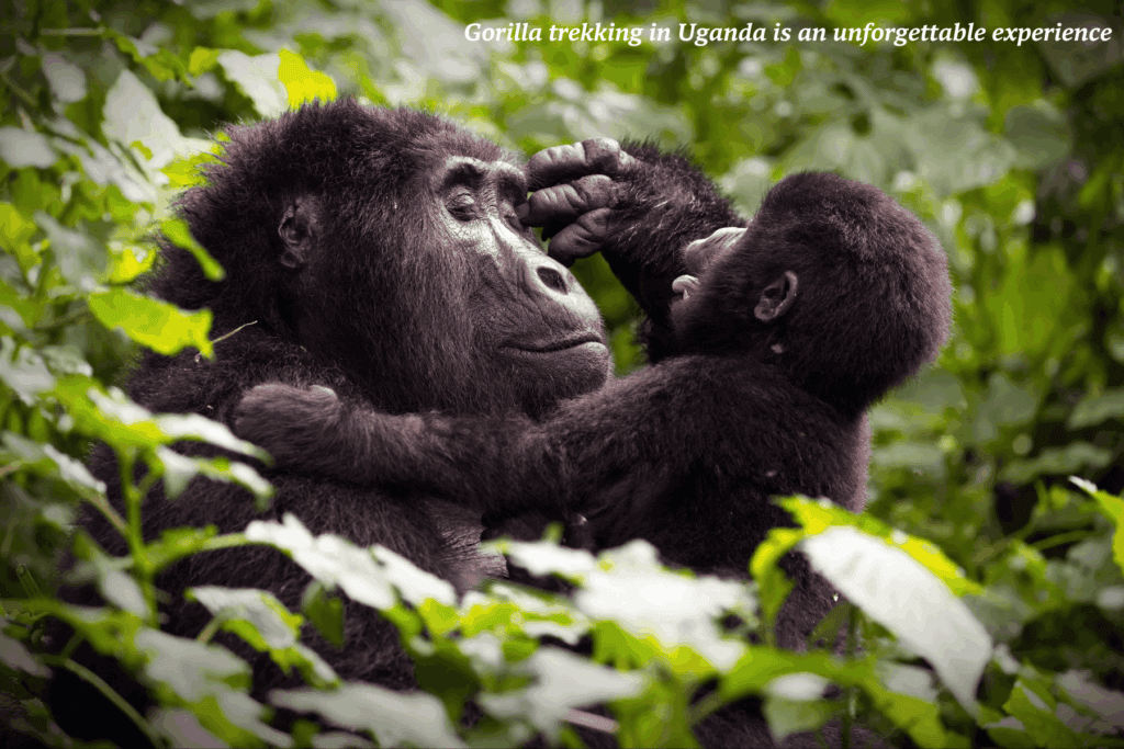 Baby gorilla grooming big gorilla in Uganda -  best safaris in Africa 