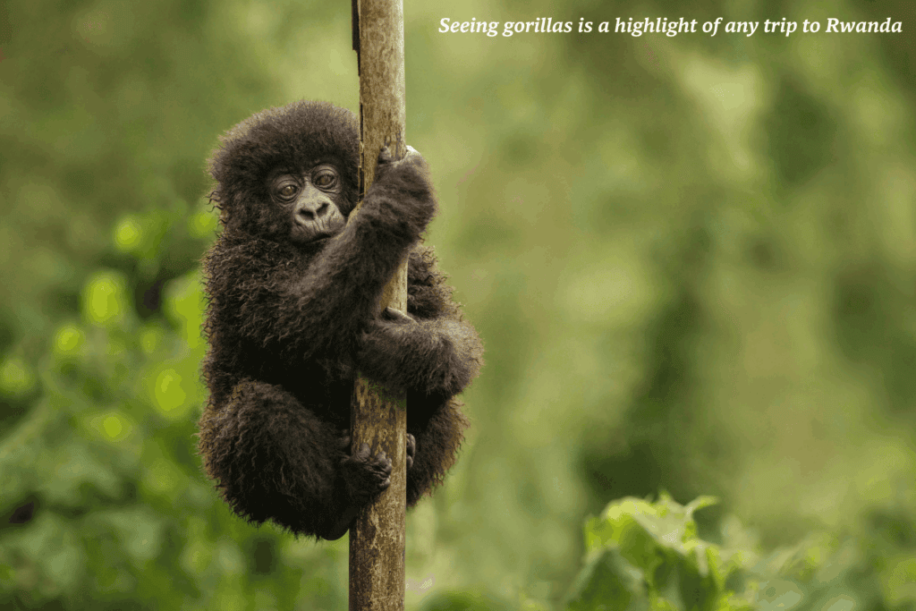 Baby gorilla climbing a tree in Rwanda -  best safaris in Africa 