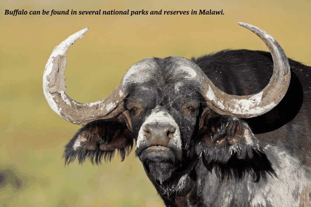 Buffalo looking at the camera in Malawi -  best safaris in Africa 