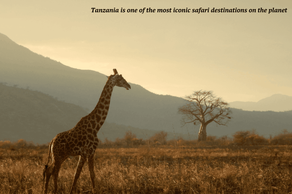 Giraffe at sunset in Tanzania -  best safaris in Africa 