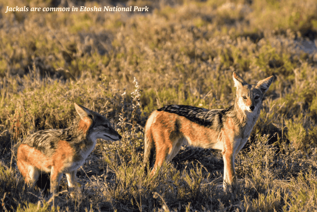 Two jackals in Etosha National Park, Namibia -  best safaris in Africa 