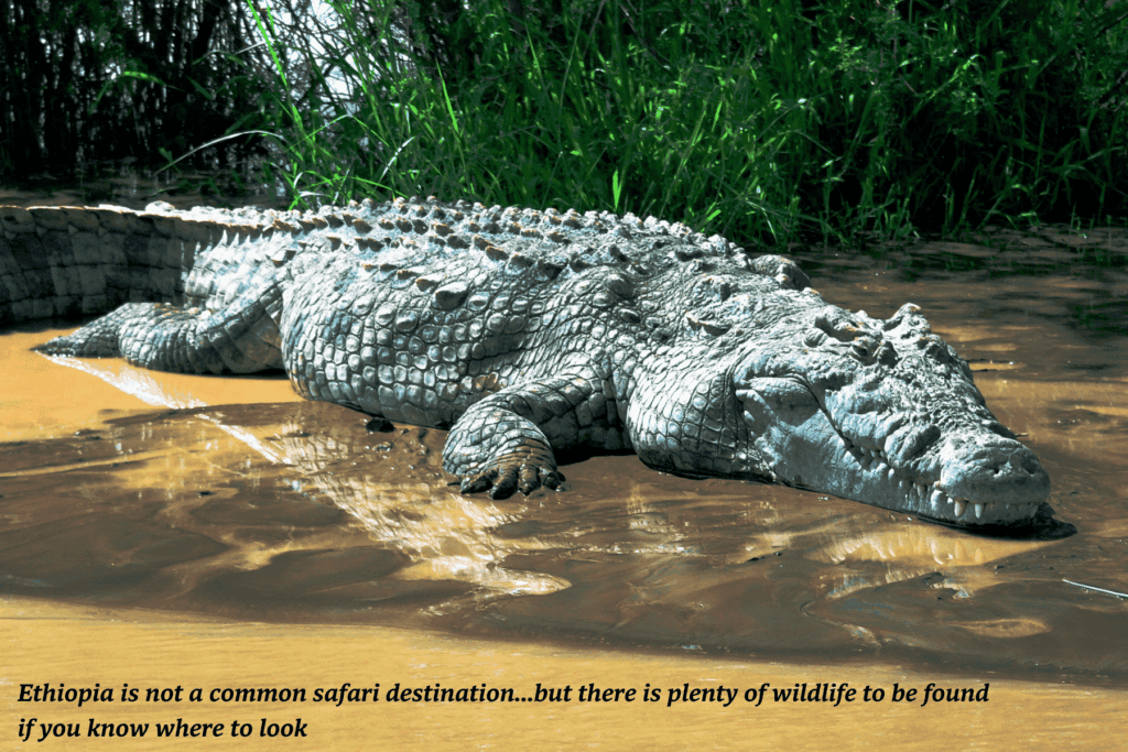 Alligator lying on the banks of a river in Ethiopia -  best safaris in Africa 