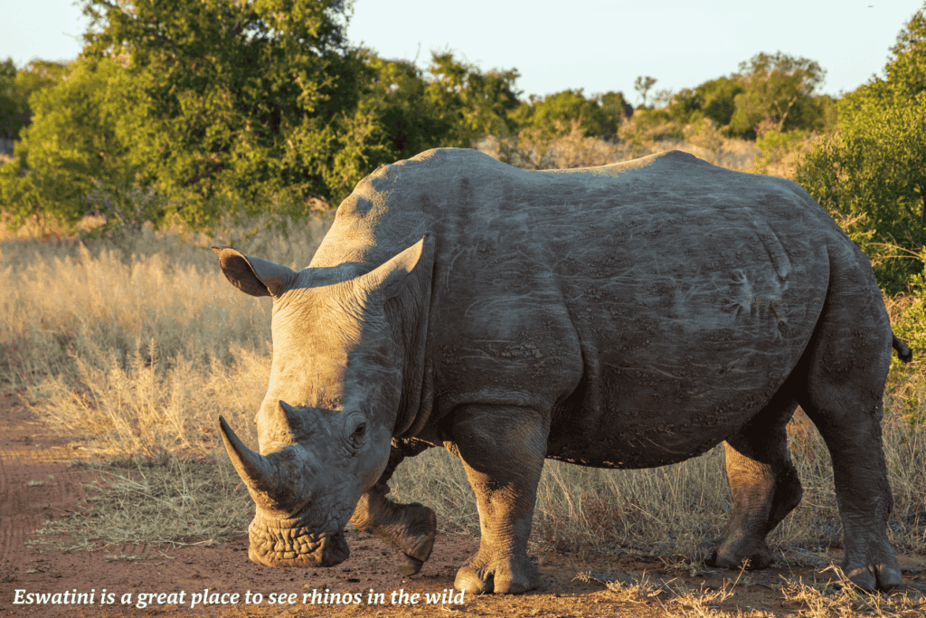 Rhino in the bush in Eswatini - best safaris in Africa 