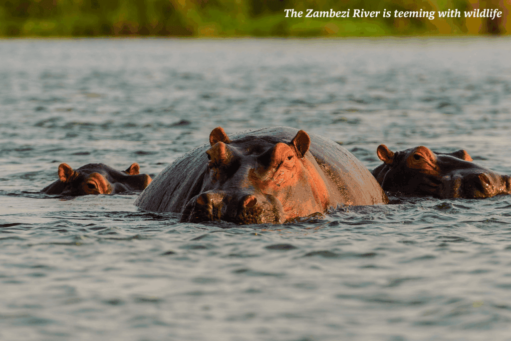 Three hippos swimming in the Zambezi river in Zambia -  best safaris in Africa 