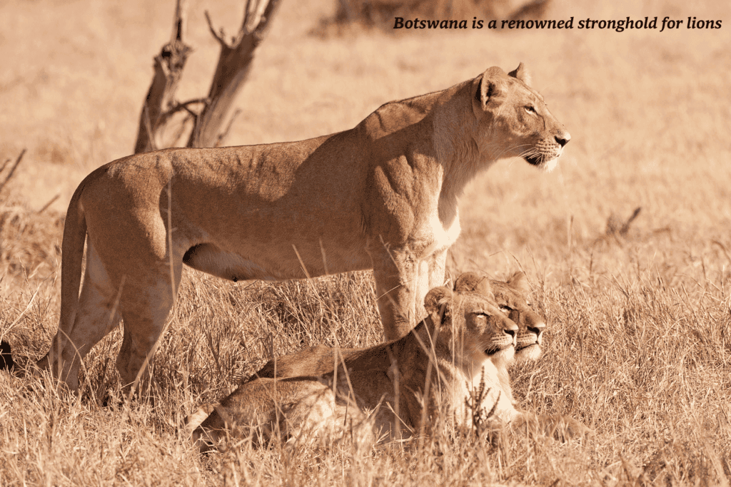 Three lions lying in the grass in Botswana -  best safaris in Africa 