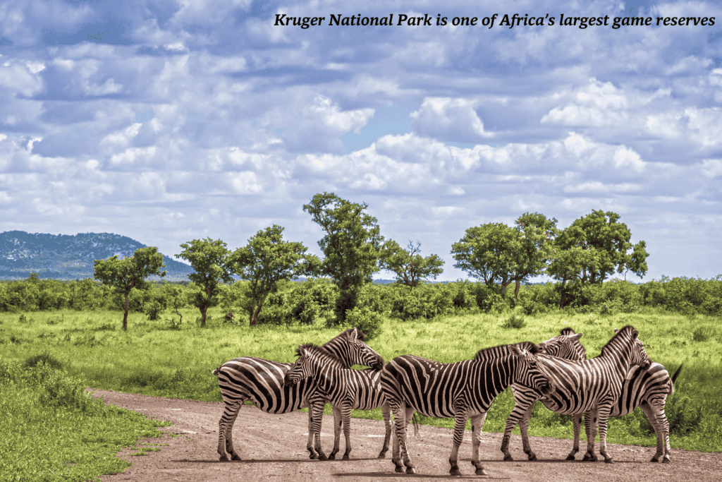 Group of zebras standing in the middle of the road in Kruger National Park, South Africa -  best safaris in Africa 