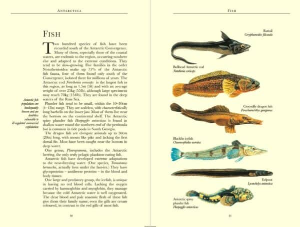 Bradt Antarctica Wildlife Guidebook - Image 2