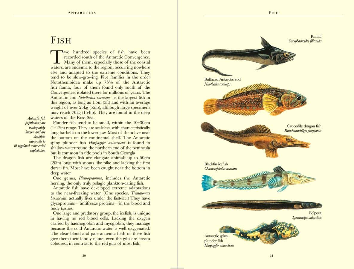 Bradt Antarctica Wildlife Guidebook - Image 2