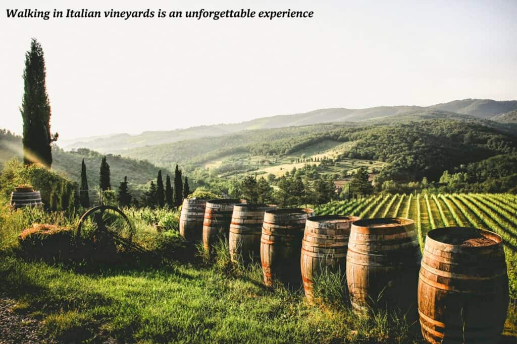 Barrels on wine in an Italian vineyard - Italy's wine renaissance 