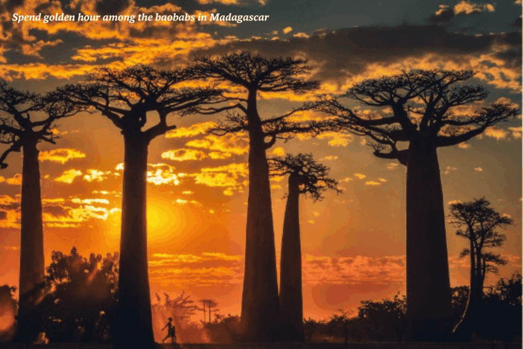 Baobab trees at sunset in Madagascar - best places to travel in 2026