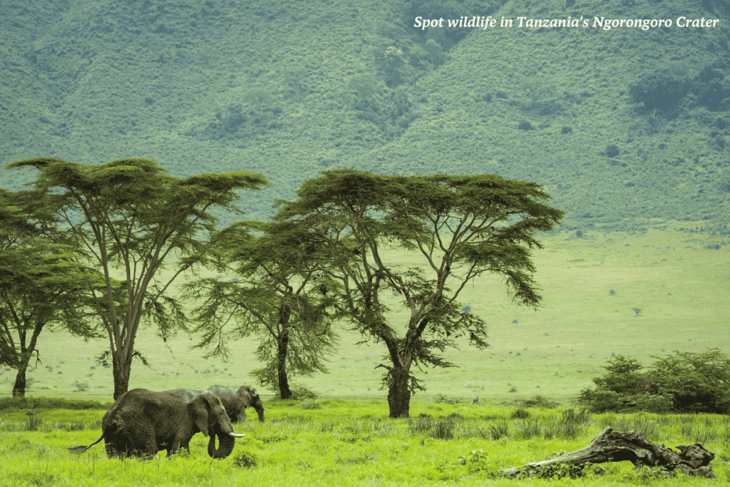 Elephants in Ngorongoro Crater in Tanzania - best places to travel in 2026