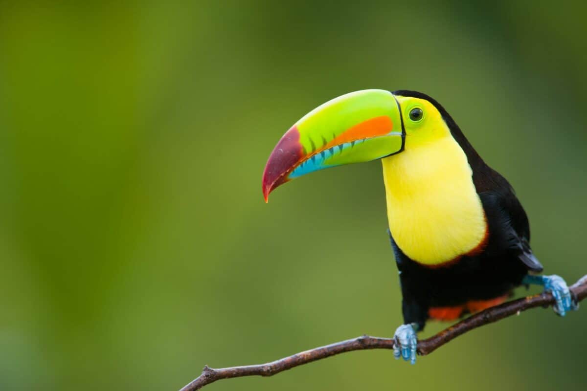 Latin America Header Image