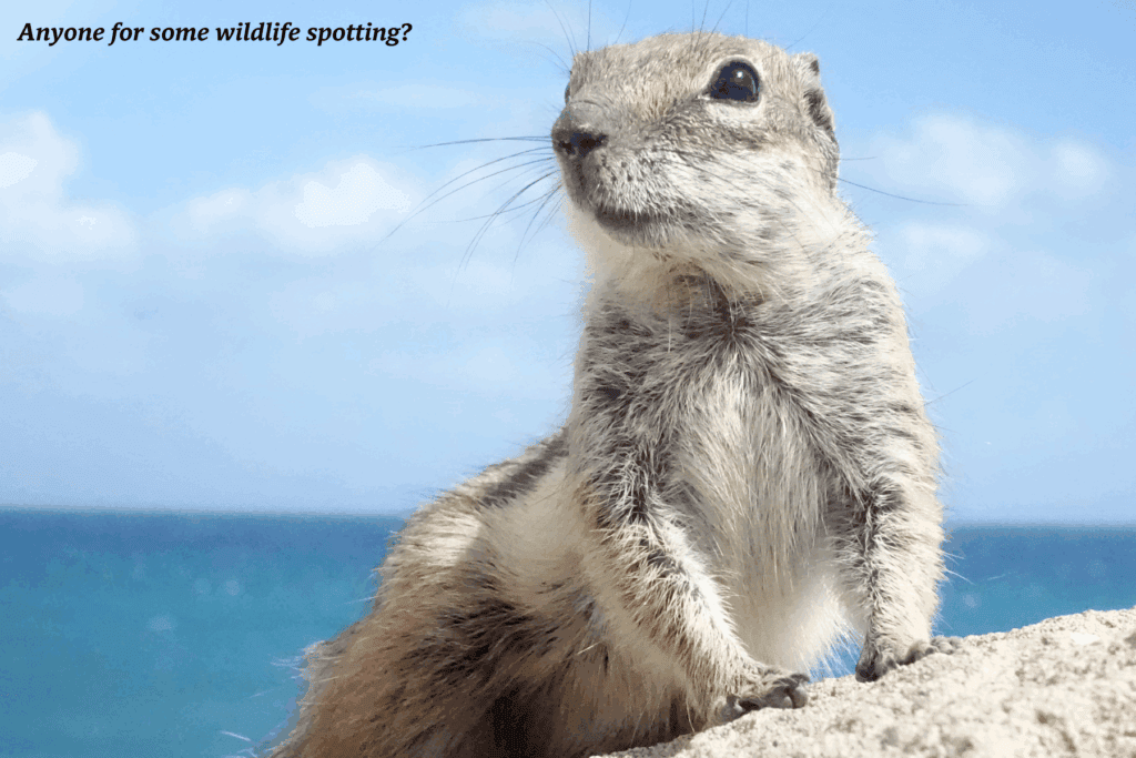 Chipmunk on a rock on the beach in Fuerteventura, Spain - is Fuerteventura good for families?