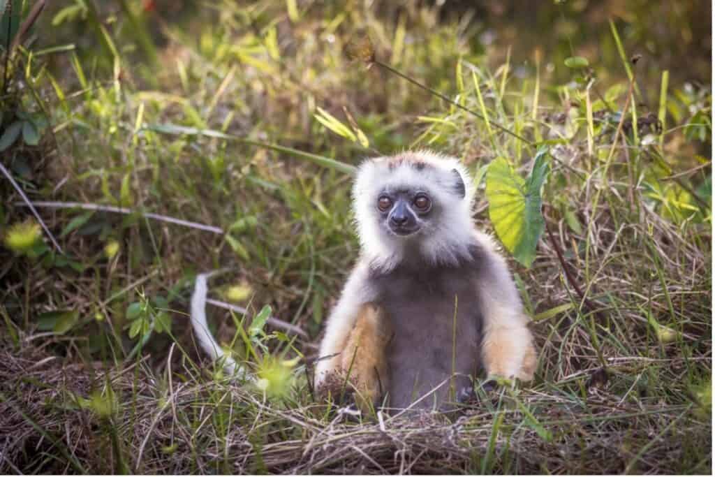 Diademed Sifaka lemur in the grass in Madagascar - interesting facts about Madagascar