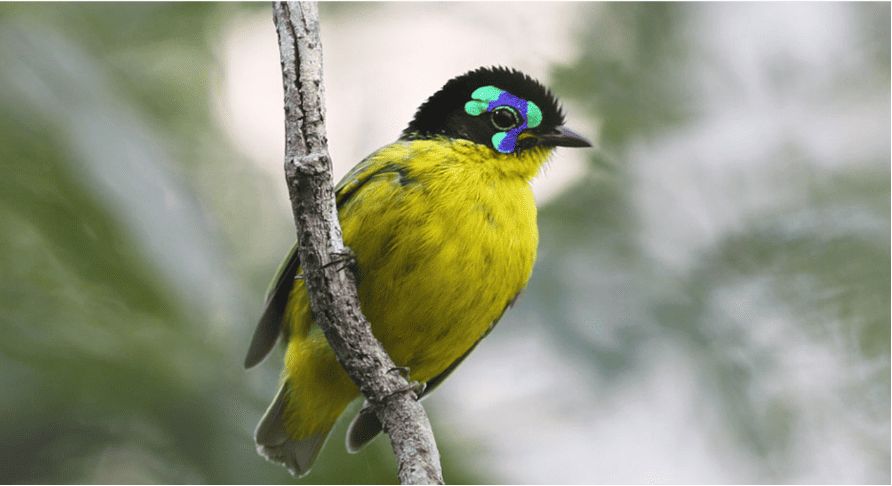 Schlegel’s Asity bird in a tree in Madagascar - interesting facts about Madagascar