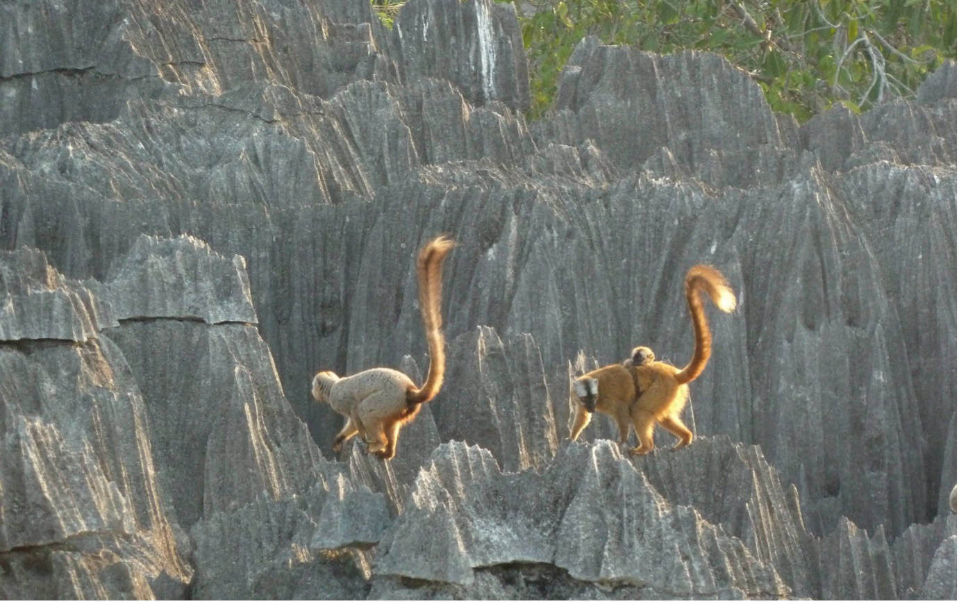 Two lemurs in Tsingy de Bemaraha National Park, Madagascar - best safaris in Africa 