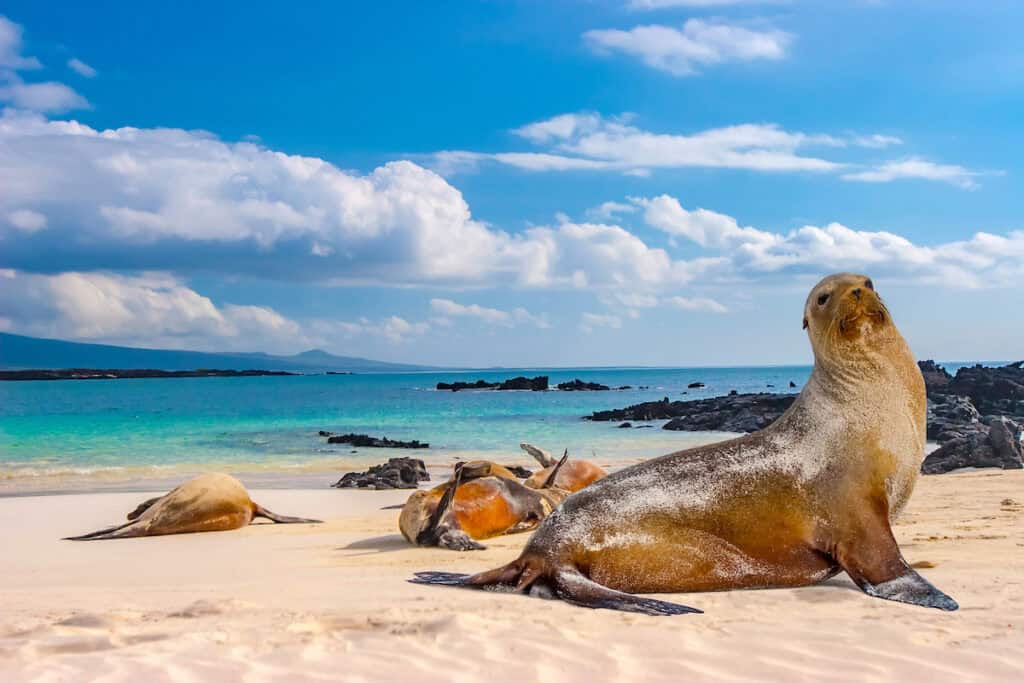 Sea lion on th ebeach in the Galapagos Islands -  the best places to go in Latin America 
