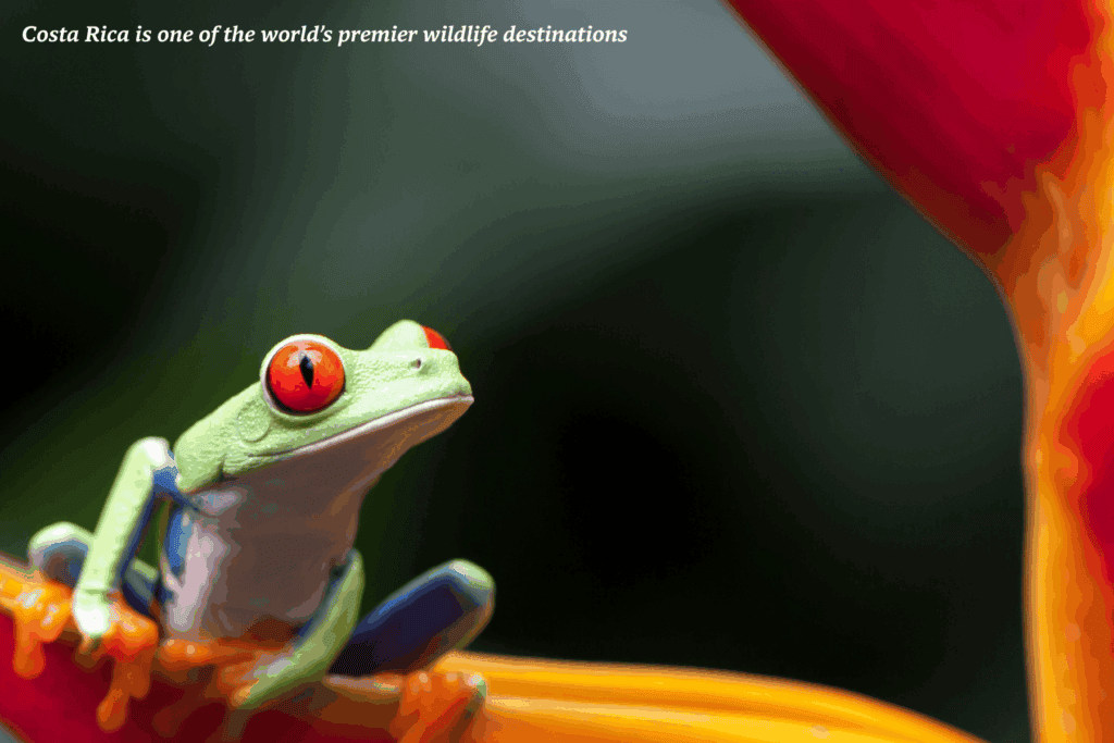 Tree frog on a branch in Costa Rica -  the best places to go in Latin America 