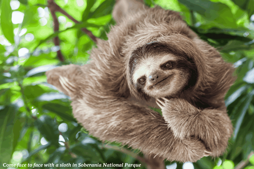 Sloth in Soberania National Parque in Panama -  the best places to go in Latin America 