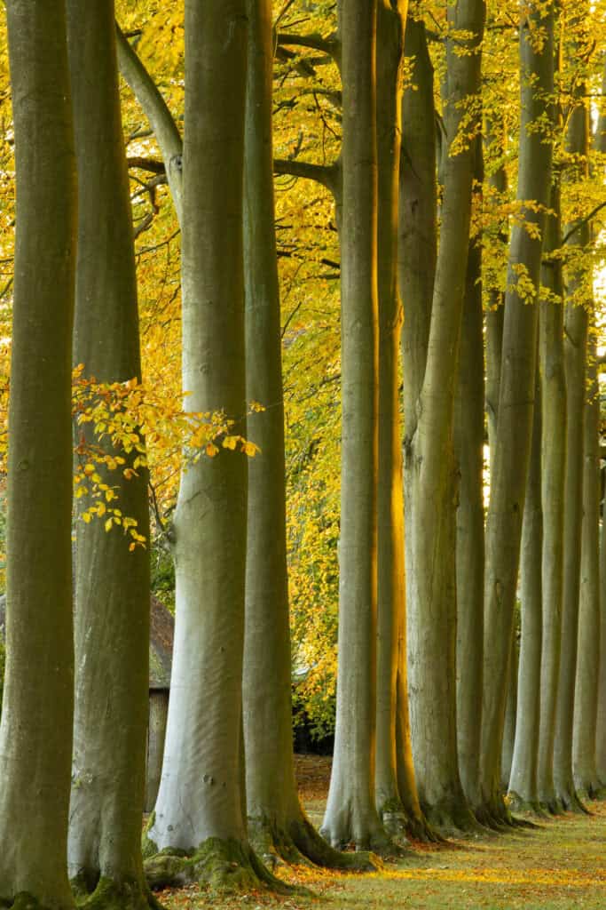 Beech avenue at Hidcote Manor in England - where to take photos in Britain