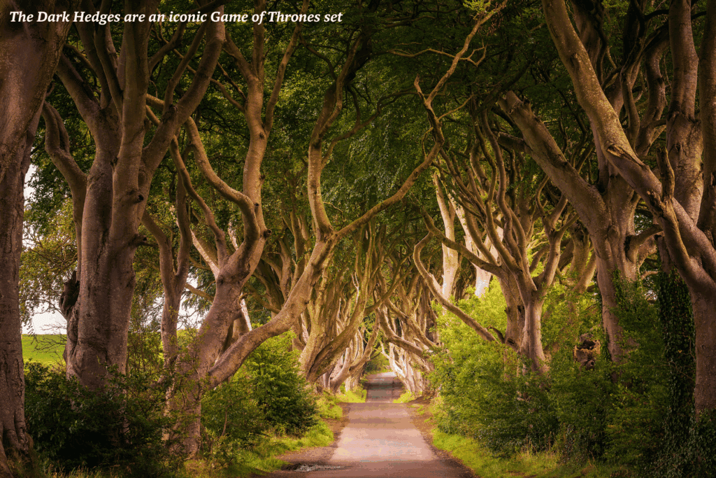 Dark Hedges tunnel - where to go in Northern Ireland