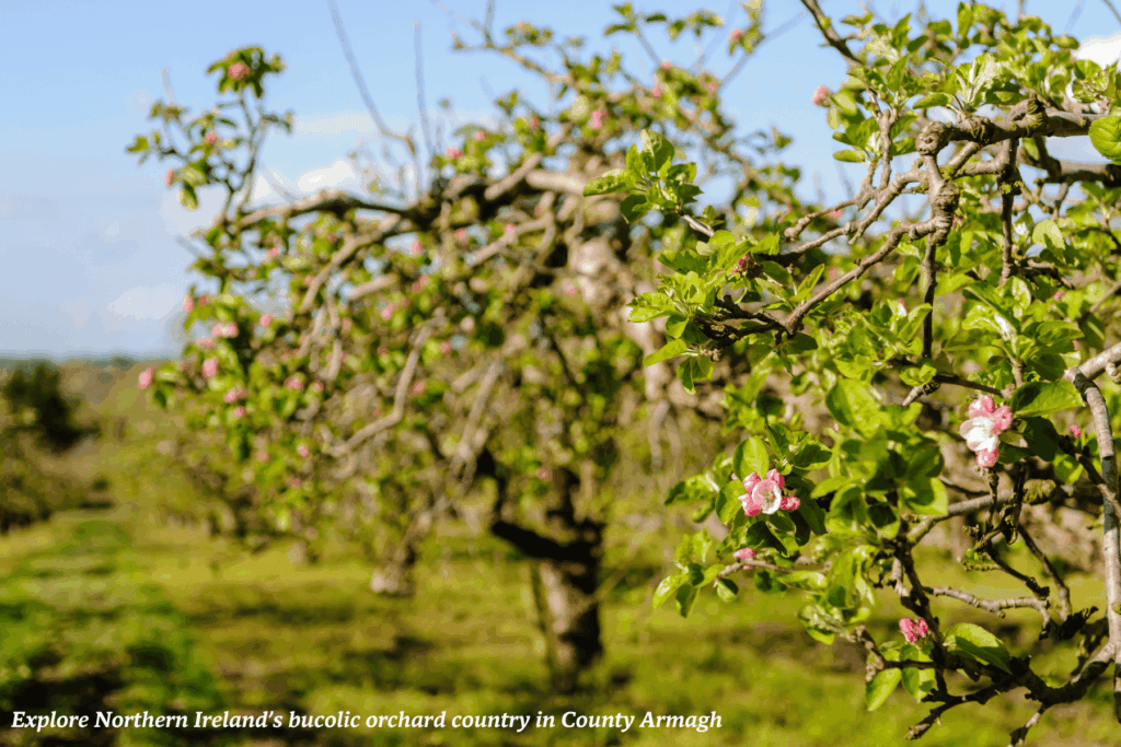 Orchard trees in bloom in County Armagh, Northern Ireland