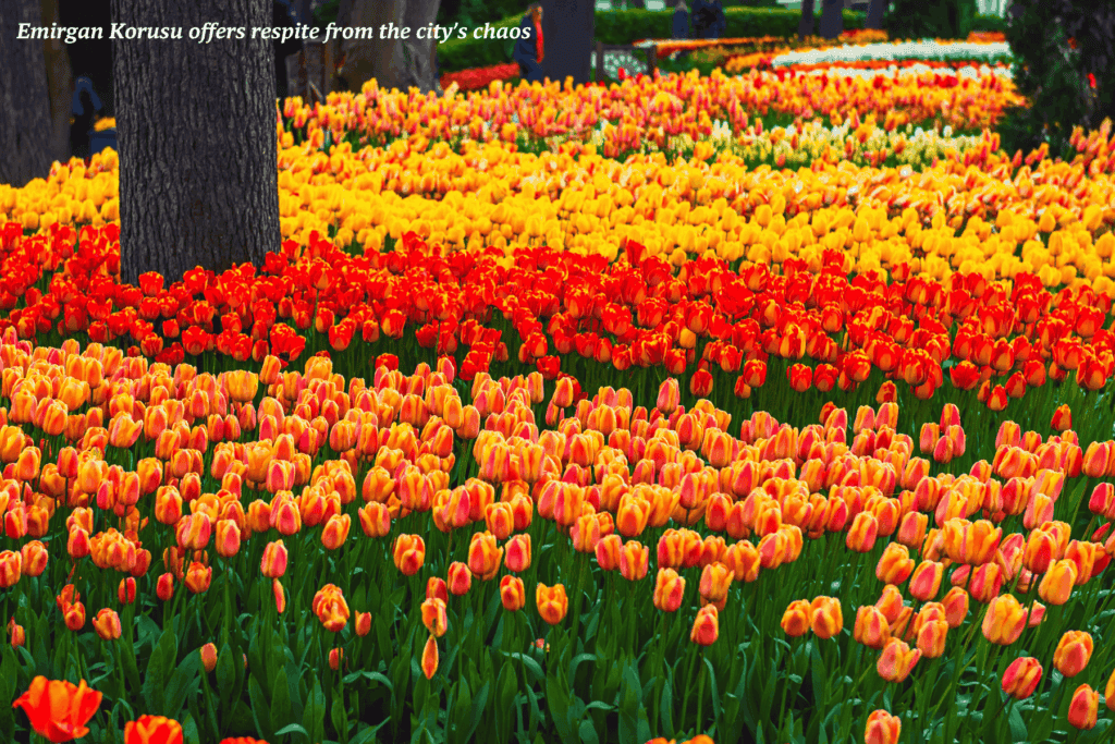 Tulips in bloom at Emirgan Park in Istanbul, Turkey - off the beaten track in Istanbul
