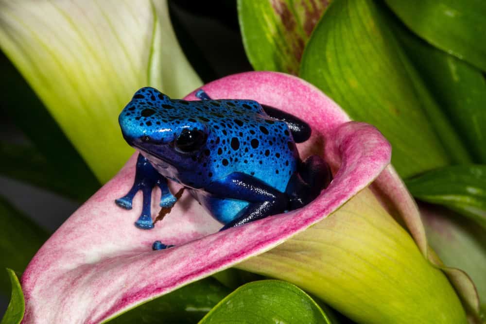 Dart frog in the Suriname jungle - is Suriname worth visiting?