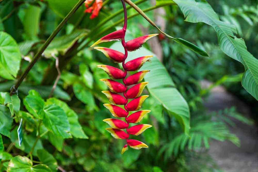 Tropical flowers at Flower Forest Botanical Gardens, Barbados