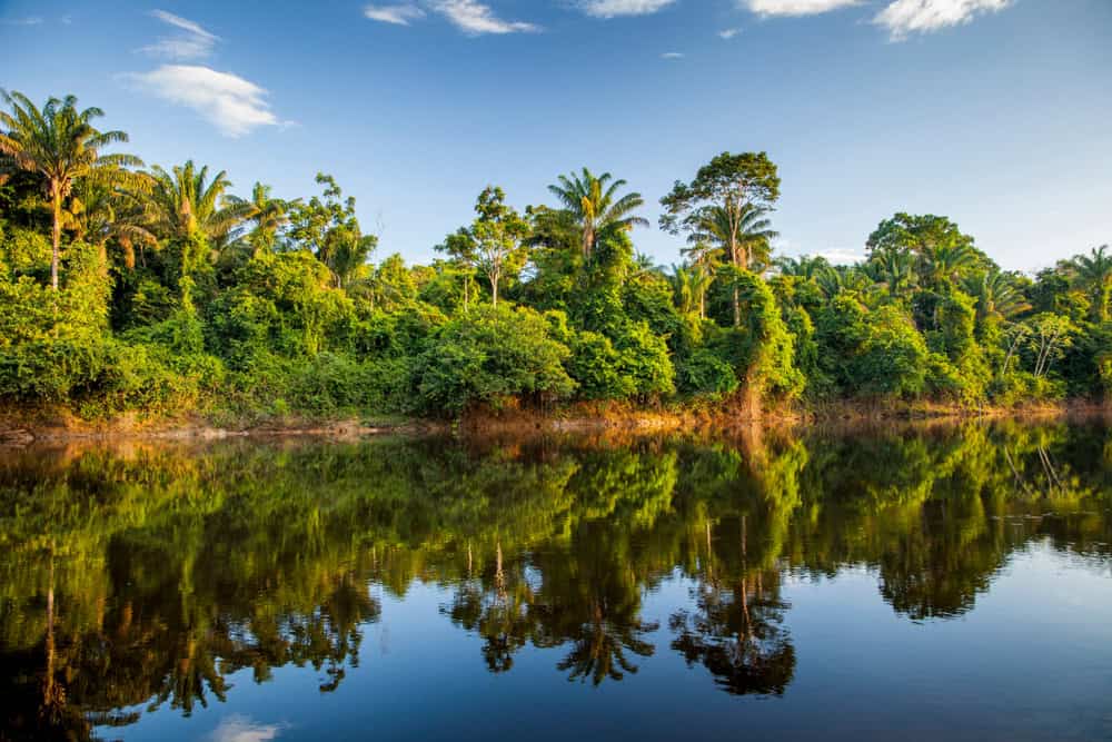 Suriname river flowing past the jungle - is Suriname worth visiting?