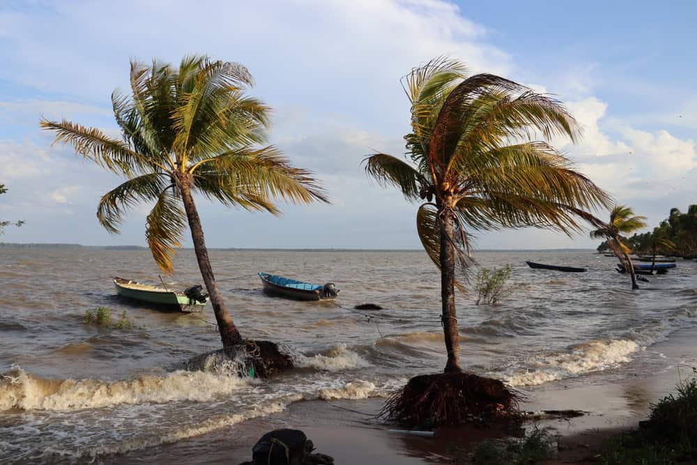 Palm trees blowing in the wind in Galibi, Suriname