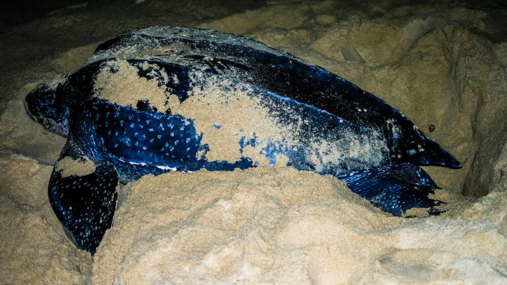 Sea turtle pictured in the sand at night in Suriname - is Suriname worth visiting?