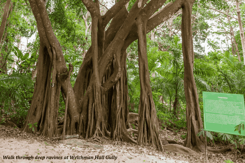 Trees at Welchman Hall Gully - things to do in Barbados