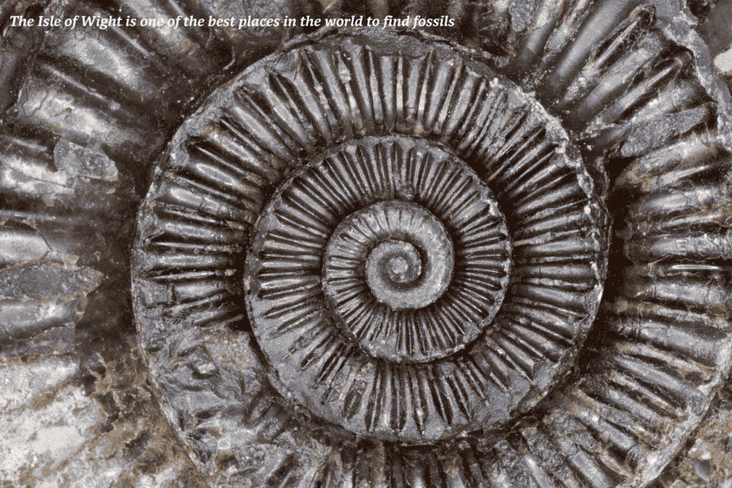 Close-up of a fossil